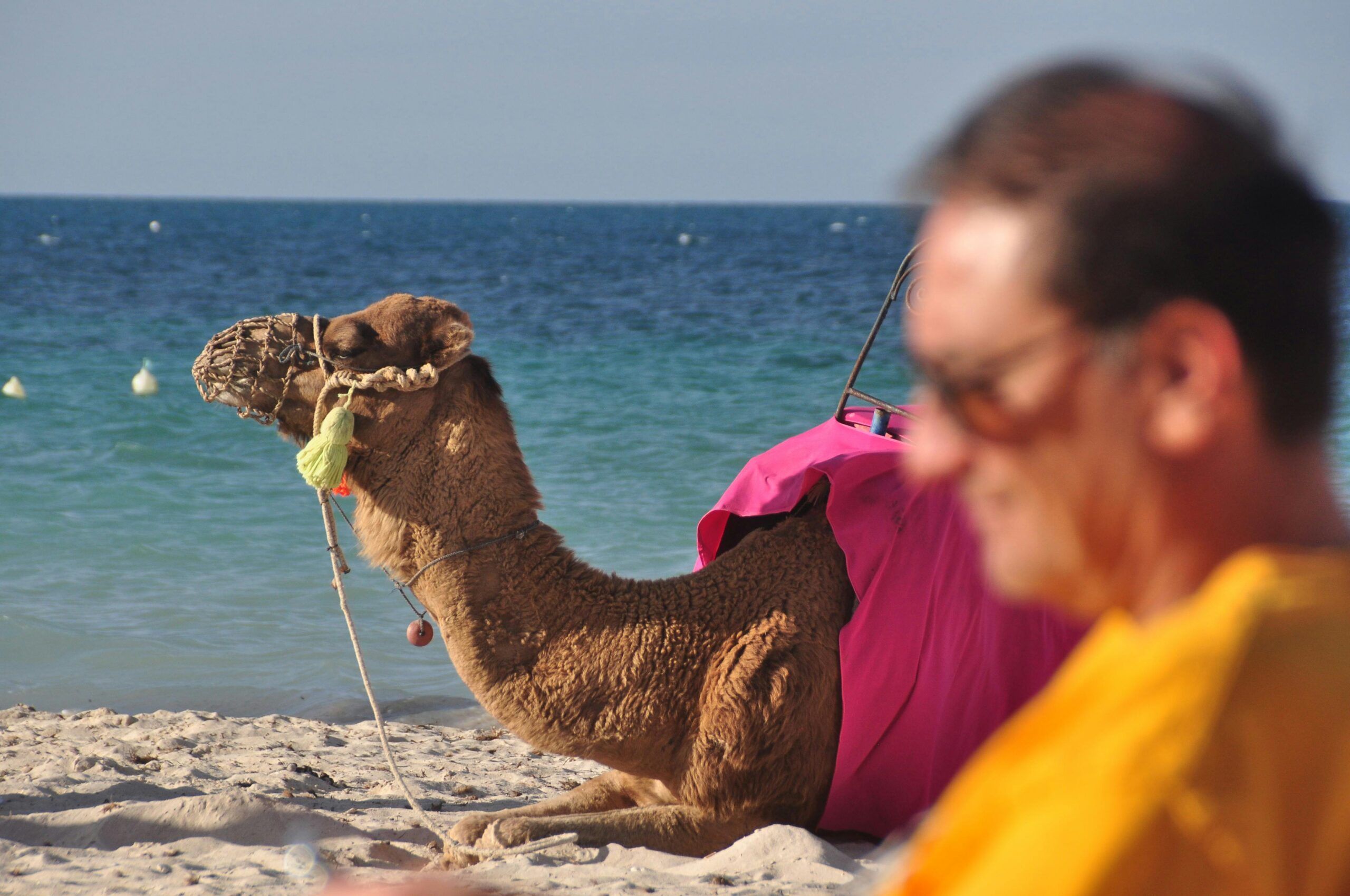 Verständnis der Wechseljahre bei Männern: Andropause Ein Kamel entspannt am Sandstrand mit dem Meer im Hintergrund in Médenine, Tunesien.